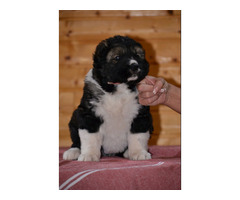Caucasian Shepherd Dog puppies | free-classifieds-usa.com - 3