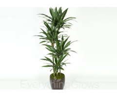 Do you Need top Quality Indoor plants for the office? | free-classifieds-usa.com - 1