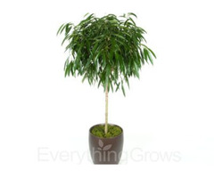 Do you Need top Quality Indoor plants for the office? | free-classifieds-usa.com - 2