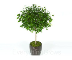 Do you Need top Quality Indoor plants for the office? | free-classifieds-usa.com - 3