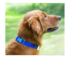 Unique Dog Collars | free-classifieds-usa.com - 2