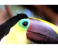 Costa Rica Bird Watching Tours | free-classifieds-usa.com - 2