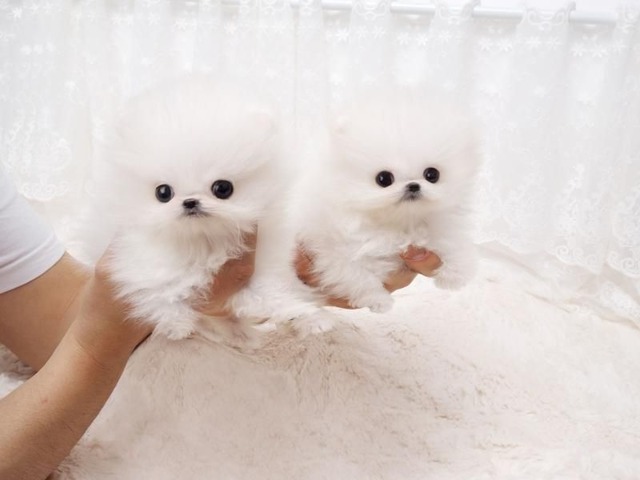 Tiny Crystal Pom puppies We have a litter of tiny Pomeranian pups for Adopt...