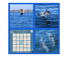 Book a trip for the best whale watching in San Diego | free-classifieds-usa.com - 1