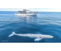 Book a trip for the best whale watching in San Diego | free-classifieds-usa.com - 2