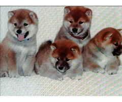 Shiba inu puppies | free-classifieds-usa.com - 1