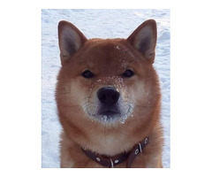 Shiba inu puppies | free-classifieds-usa.com - 2