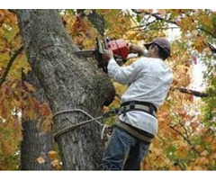 Tree service near me Elkhart | free-classifieds-usa.com - 3