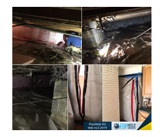 FDP Mold Remediation in Plainfield | free-classifieds-usa.com - 2