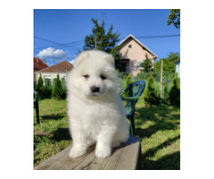 Siberian samoyed puppies | free-classifieds-usa.com - 1