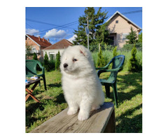 Siberian samoyed puppies | free-classifieds-usa.com - 2