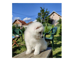 Siberian samoyed puppies | free-classifieds-usa.com - 3