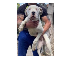 Dogo Argentino puppies | free-classifieds-usa.com - 2