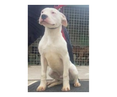 Dogo Argentino puppies | free-classifieds-usa.com - 3