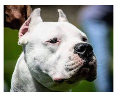 Dogo Argentino puppies | free-classifieds-usa.com - 4