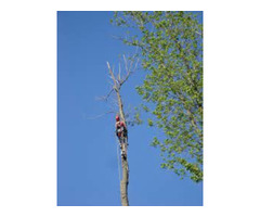 Tree removal near me granger | free-classifieds-usa.com - 2