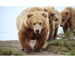 Alaska Bear Viewing | free-classifieds-usa.com - 1