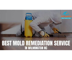 Best Mold Remediation Service in Wilmington NC | free-classifieds-usa.com - 1
