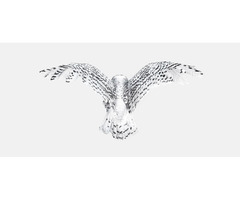 owl fine art | free-classifieds-usa.com - 1
