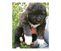 Caucasian Shepherd puppies | free-classifieds-usa.com - 1