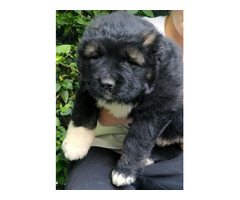 Caucasian Shepherd puppies | free-classifieds-usa.com - 3