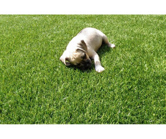 Pet Synthetic Grass Installation Naples | free-classifieds-usa.com - 1