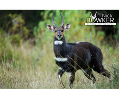 Fulfill your lifetime dream of Hunting Safari in South Africa. Research for your free-range Hunting  | free-classifieds-usa.com - 1