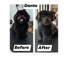 The Most Luxurious Services For Dogs - Dog Grooming Services Chicago | free-classifieds-usa.com - 1