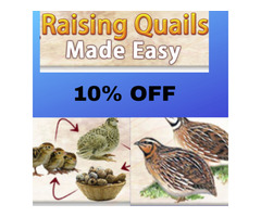 Learn how to raise quails at home | free-classifieds-usa.com - 1