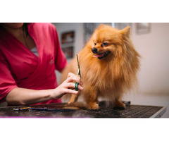 Full Grooming services for all breeds of Dog in Spanaway | free-classifieds-usa.com - 1