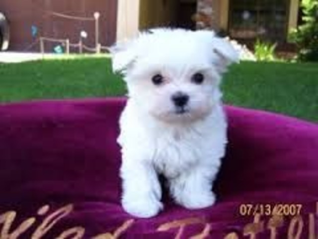 maltipoo 3 months old