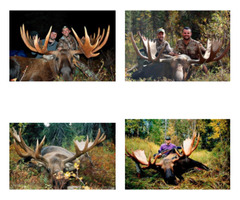 DIY Moose Hunts in Alaska | free-classifieds-usa.com - 1