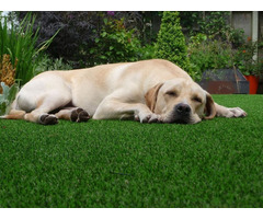 Get Artificial Grass for Pets – Smart Grass USA | free-classifieds-usa.com - 1