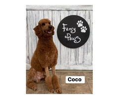 Deluxe Bath and Hair Trimming - Dog Grooming Salon | free-classifieds-usa.com - 1