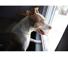 Puppy Wellness Program in Newburgh NY | free-classifieds-usa.com - 1