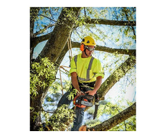 Tree Removal Pearl River | Acadian Tree Removal and Stump Service | free-classifieds-usa.com - 2