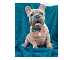 French bulldogs | free-classifieds-usa.com - 1