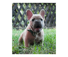 French bulldogs | free-classifieds-usa.com - 3