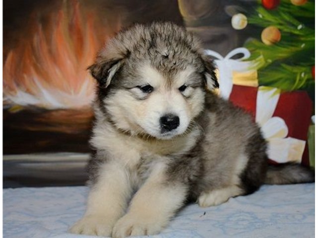 Alaskan Malamute Puppies For Sale - Animals - Providence ...