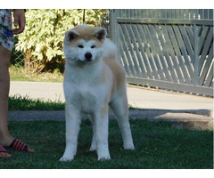 JAPANESE AKITA puppies | free-classifieds-usa.com - 4