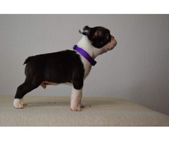 Boston Terrier puppies | free-classifieds-usa.com - 1