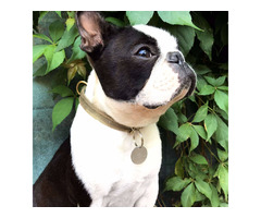 Boston Terrier puppies | free-classifieds-usa.com - 3