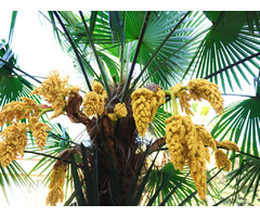 Palm Tree Trimming services in Sarasota | free-classifieds-usa.com - 1