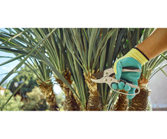 Palm Tree Trimming services in Sarasota | free-classifieds-usa.com - 2