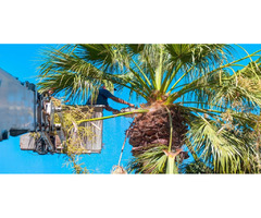 Palm Tree Trimming services in Sarasota | free-classifieds-usa.com - 3