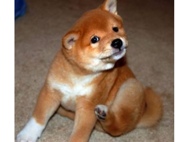 Shiba Inu Male And Female For Re Homing Animals Achille