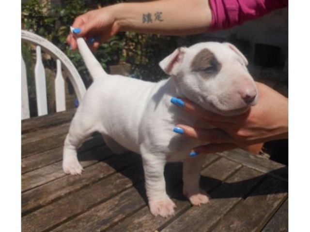 american bull terrier puppies for sale