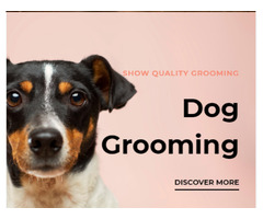 Dog Grooming Services in Columbus Ohio | free-classifieds-usa.com - 1