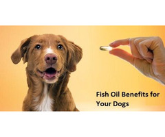 Fish Oil Benefits for Your Dogs | free-classifieds-usa.com - 1