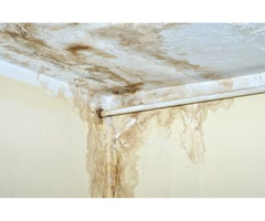 Mold Removal Services Near Me | Mold Remediation Near Me | free-classifieds-usa.com - 1